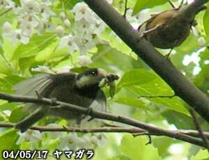 ヤマガラ　八王子市　20040518　◆双方成鳥なので求愛給餌か？