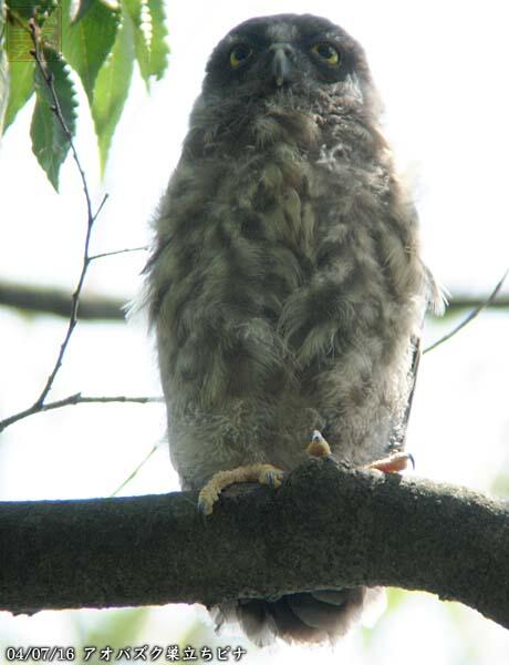 アオバズク幼鳥　あきる野市　20040716