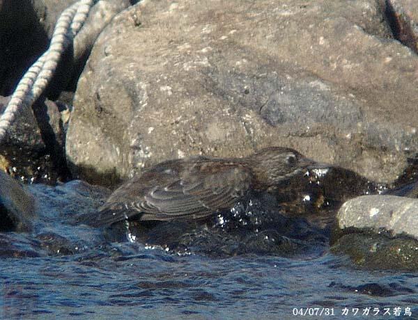 カワガラス若鳥　秋田県　20040731