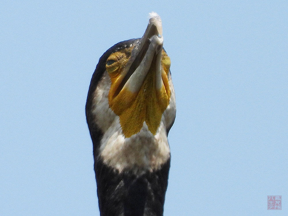 カワウ　東京湾野鳥公園　2023/09/17