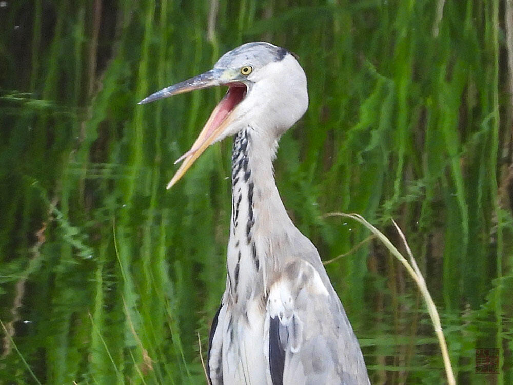 アオサギ　東京湾野鳥公園　2023/09/17