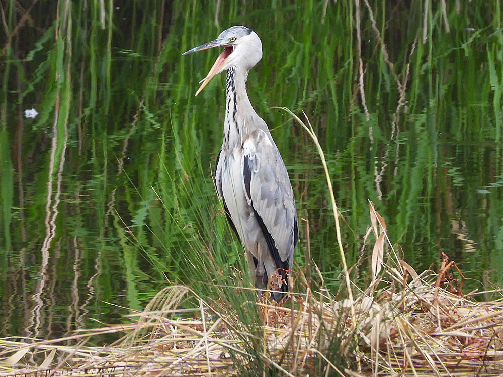 アオサギ　東京湾野鳥公園　2023/09/17