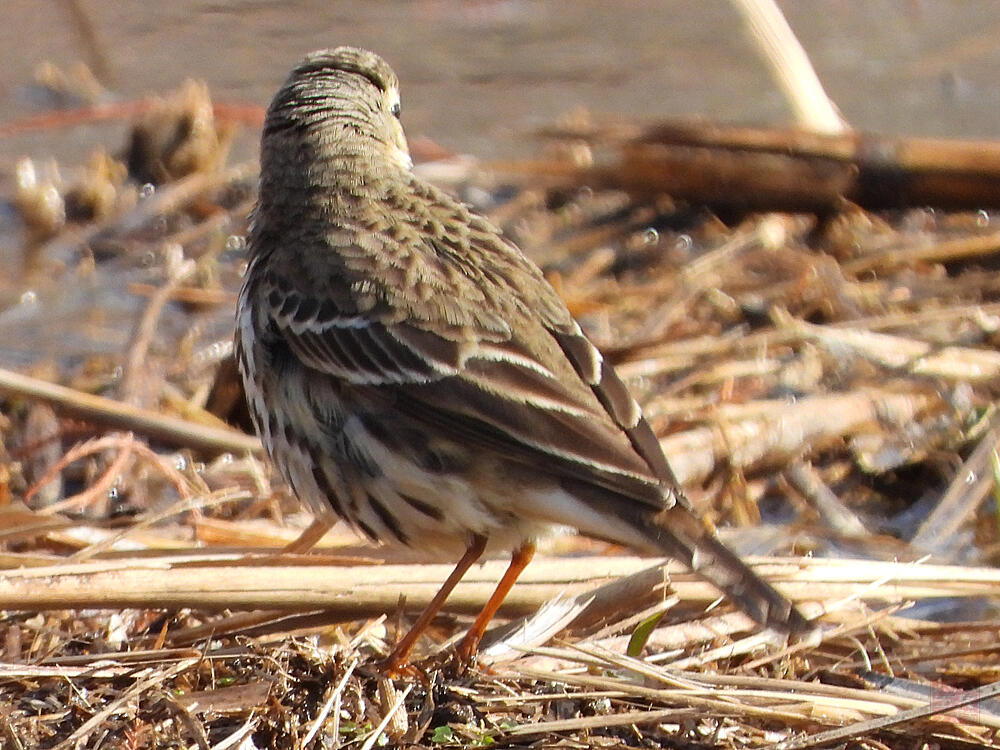 タヒバリ　葛飾区　20240113