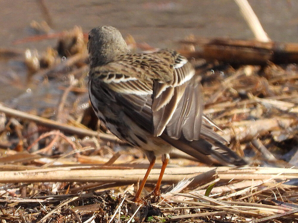 タヒバリ　葛飾区　20240113