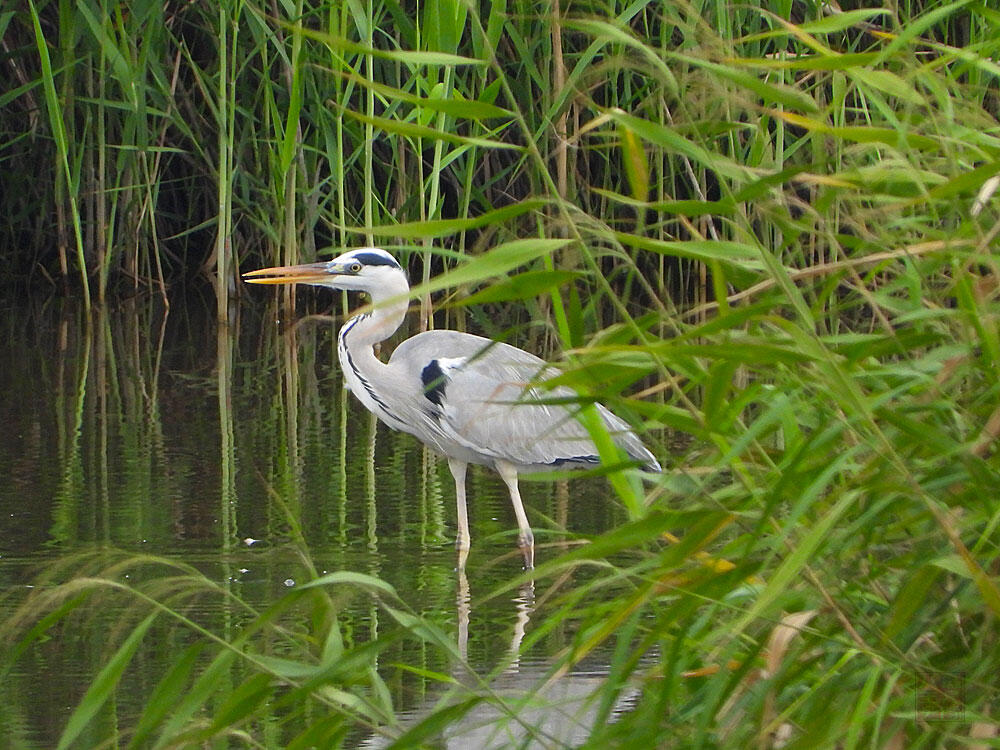 アオサギ　東京湾野鳥公園　2023/09/17