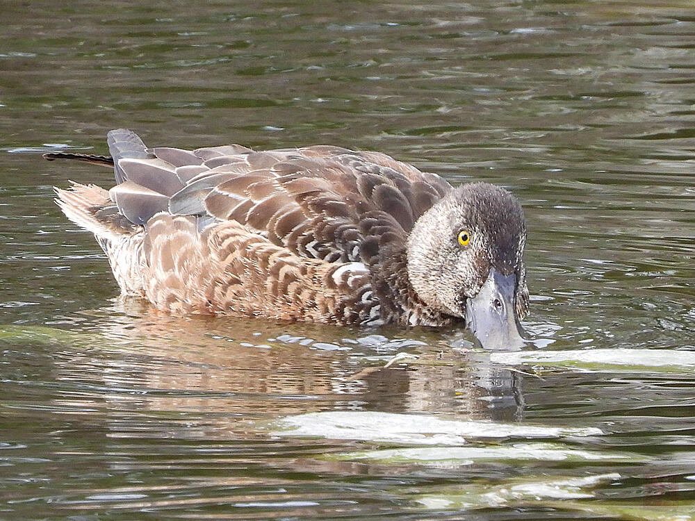 ハシビロガモ♂　エクリプス　葛飾区　20240113