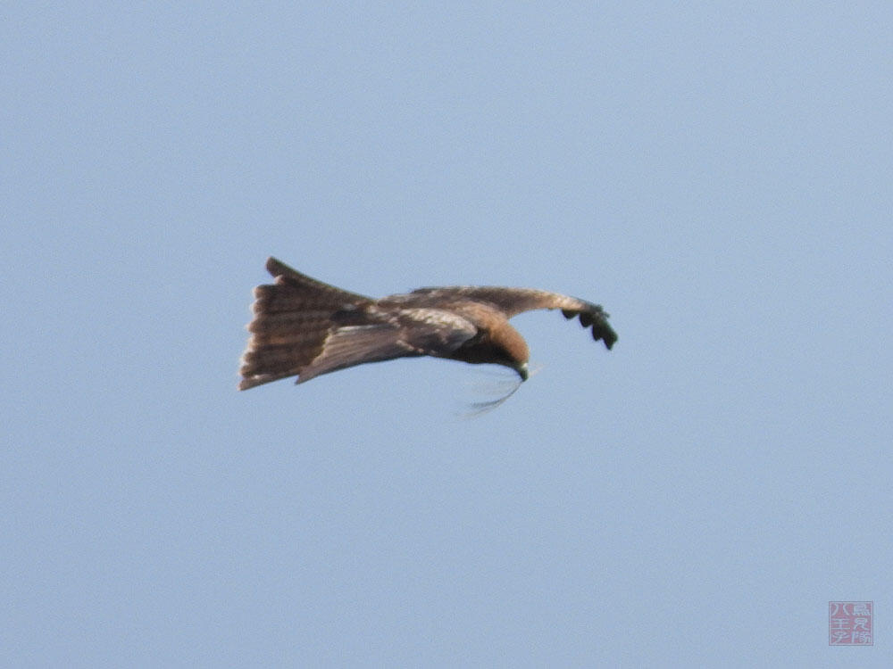 トビ　若鳥　東京湾野鳥公園　2023/09/17　ススキを咥えて遊んでいた