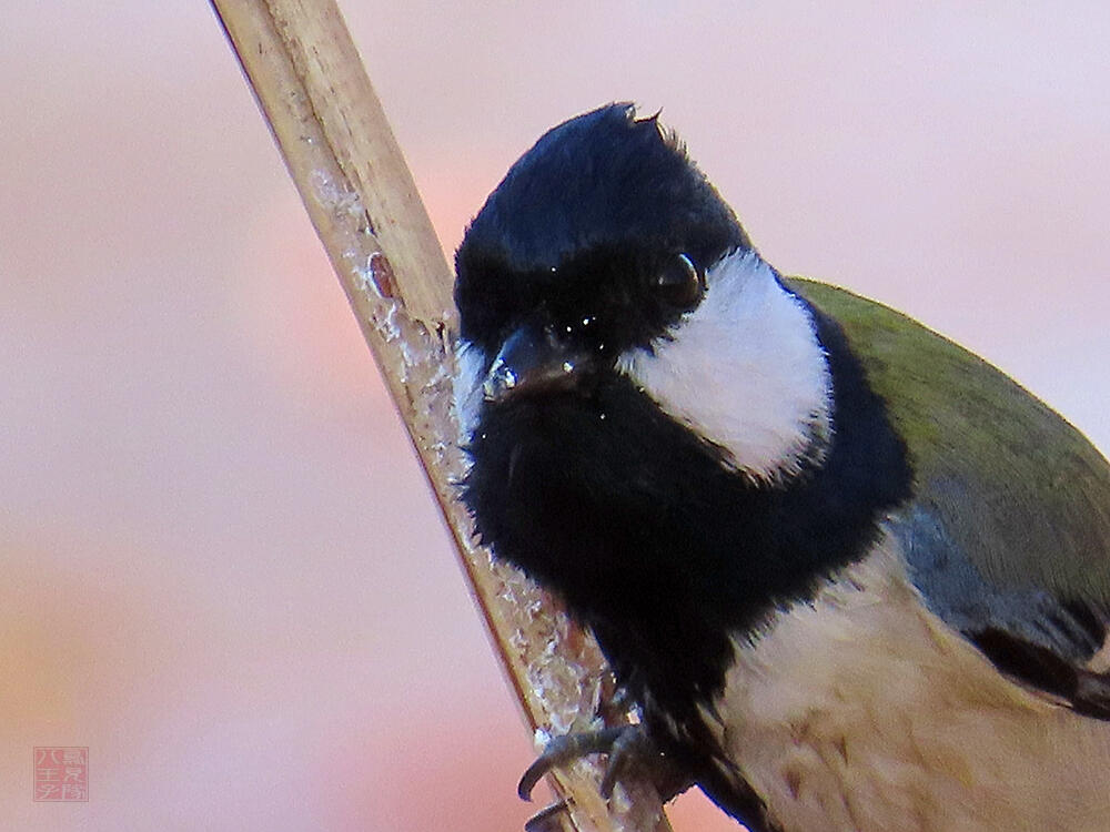 シジュウカラ♂　葛飾区　20240113