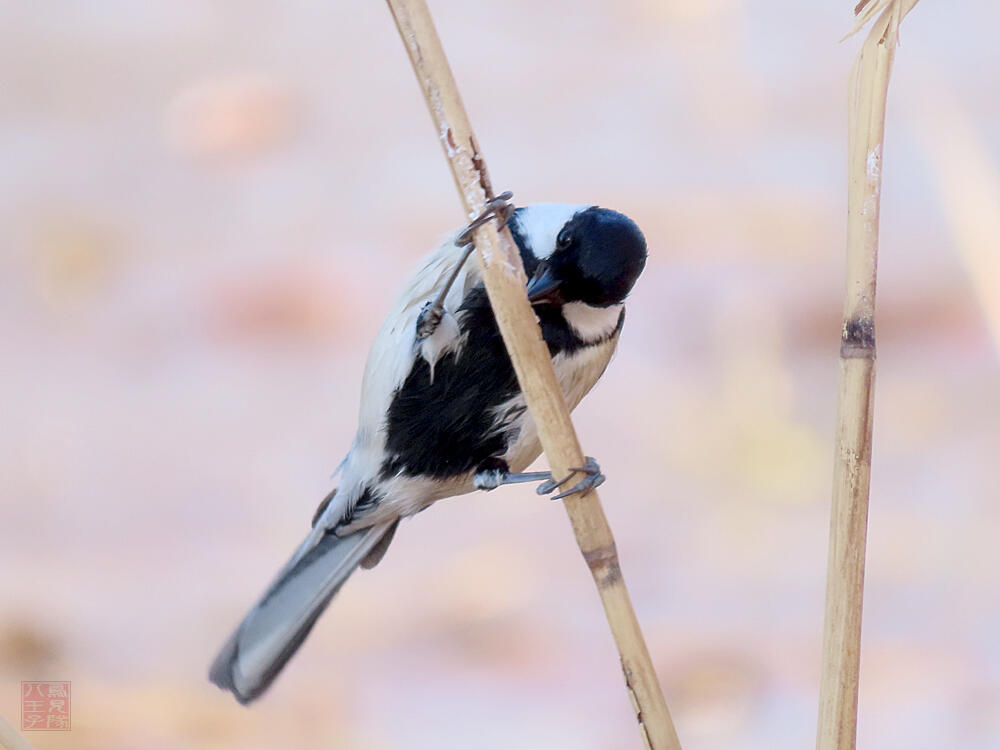 シジュウカラ♂　葛飾区　20240113