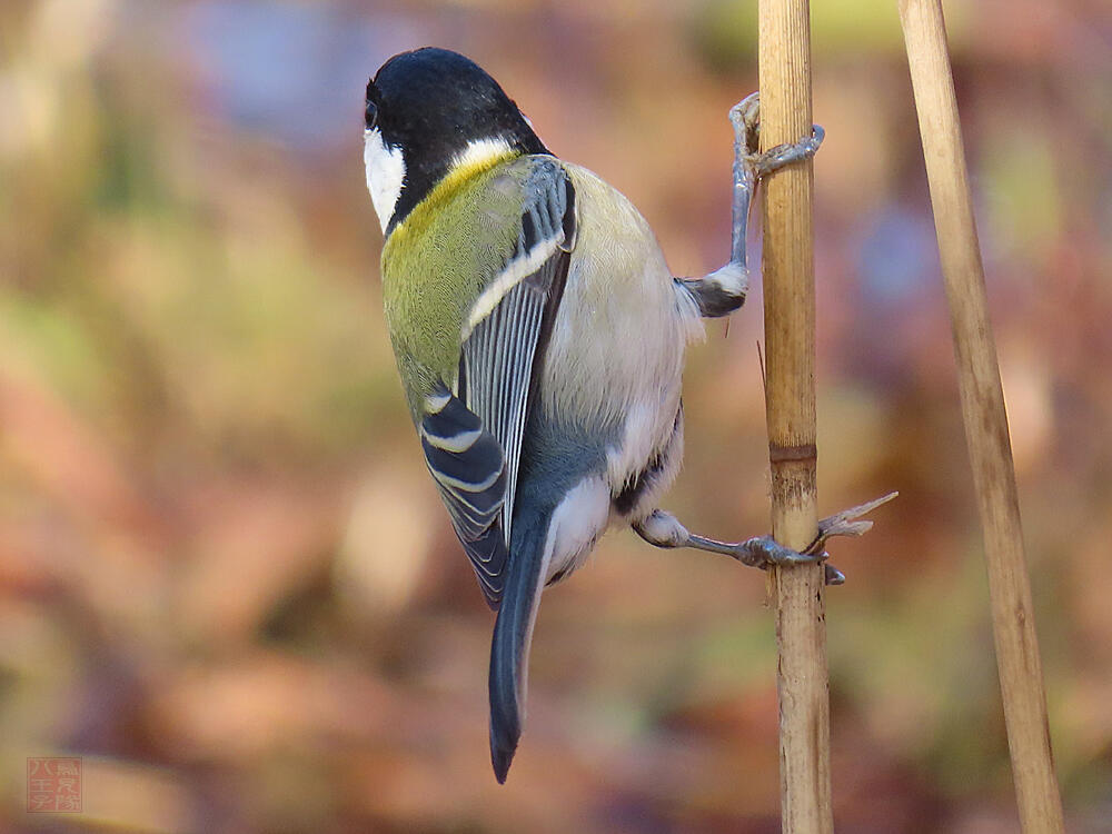 シジュウカラ♀　葛飾区　20240113