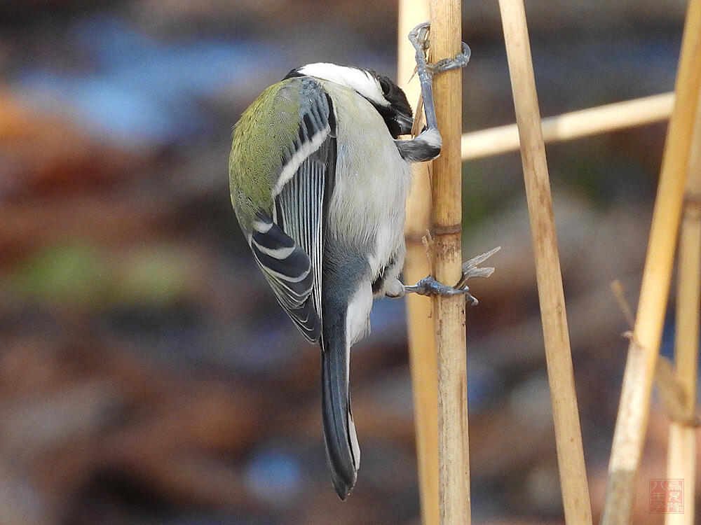 シジュウカラ♀　葛飾区　20240113