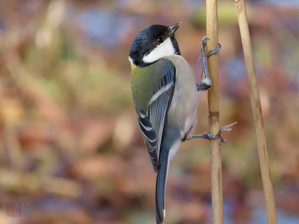 シジュウカラ♀　葛飾区　20240113