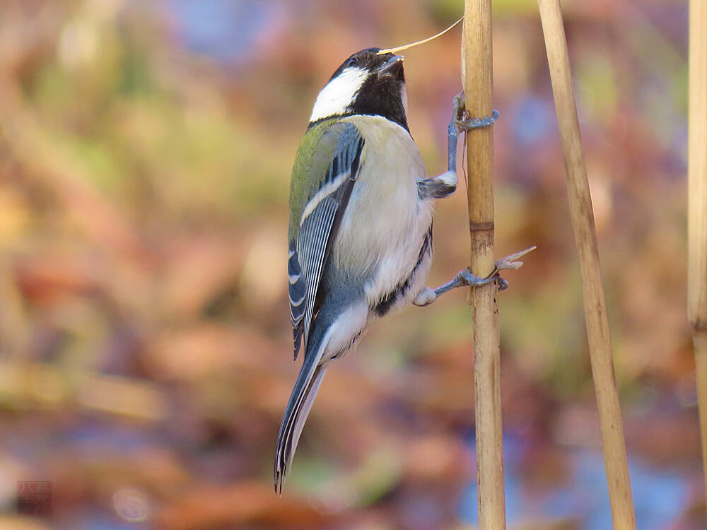 シジュウカラ♀　葛飾区　20240113