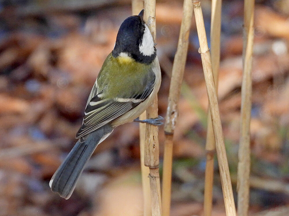 シジュウカラ♀　葛飾区　20240113