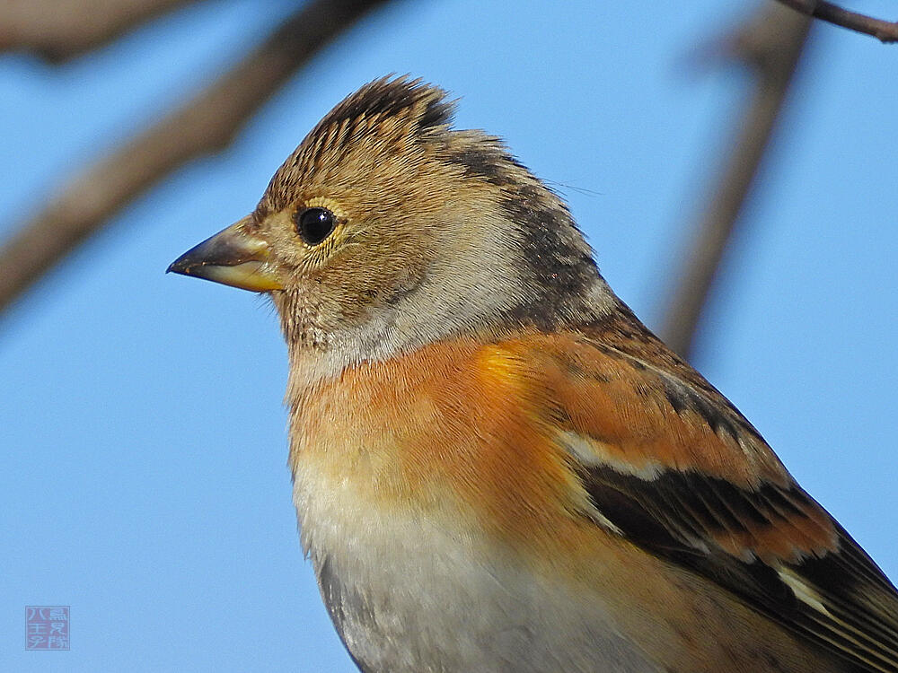 アトリ♀　葛飾区　20240113