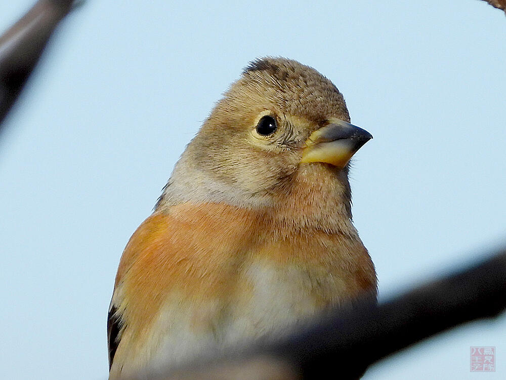 アトリ♀　葛飾区　20240113