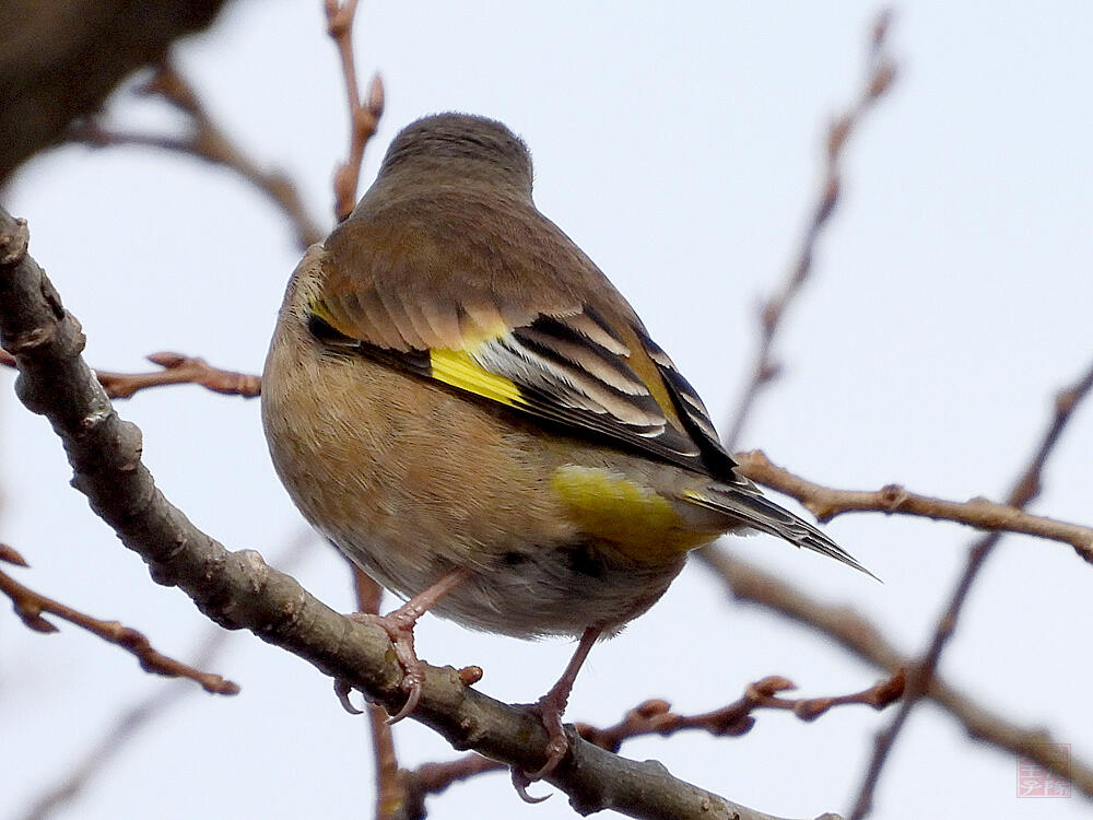 カワラヒワ♀　葛飾区　20240113