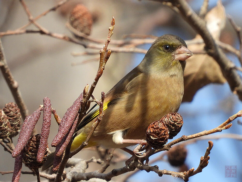 カワラヒワ♂　葛飾区　20240113