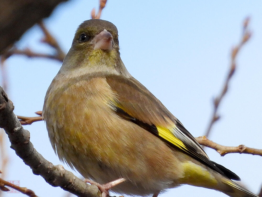 カワラヒワ♀　葛飾区　20240113