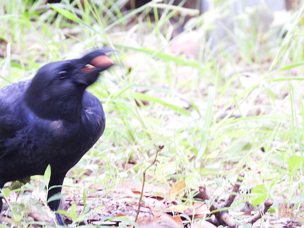 ハシブトガラス　東京湾野鳥公園　2023/09/17　ドングリをのど袋にため込んでいた。