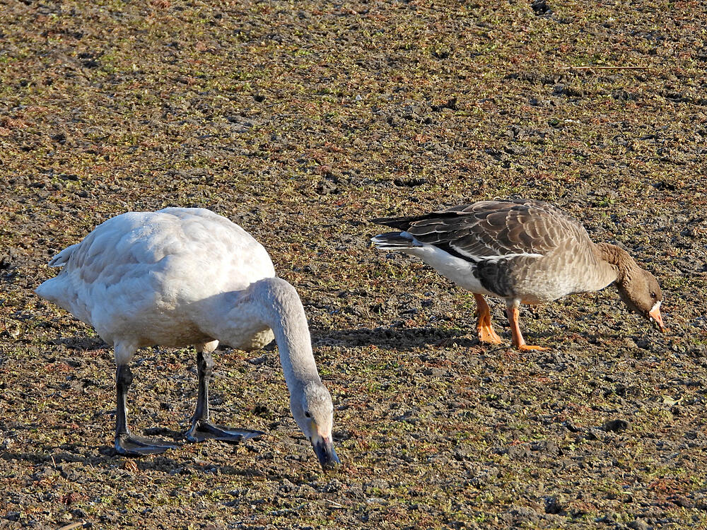 マガン　と　コハクチョウ若鳥　館林市　20240128