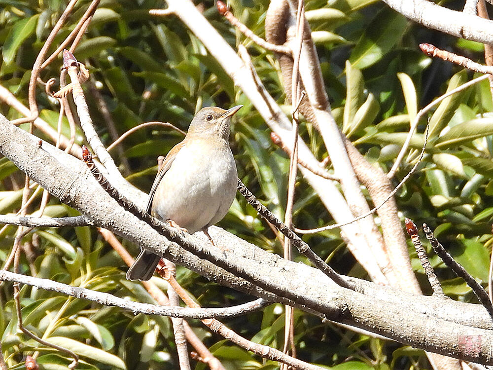 シロハラ♀　館林市　20240128