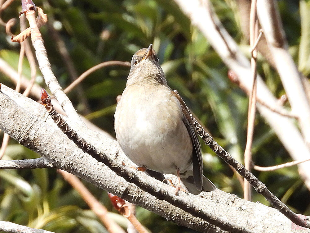 シロハラ♀　館林市　20240128