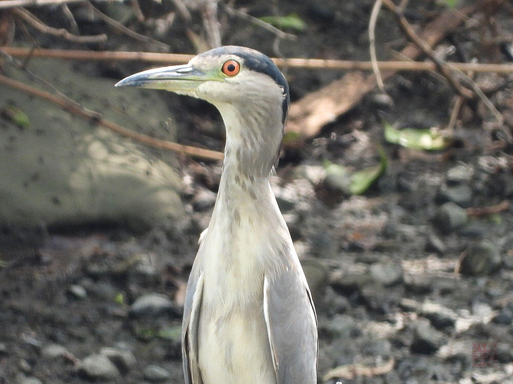 ゴイサギ　東京湾野鳥公園　2023/09/17