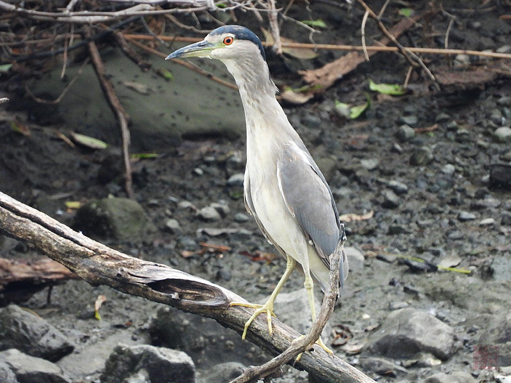 ゴイサギ　東京湾野鳥公園　2023/09/17