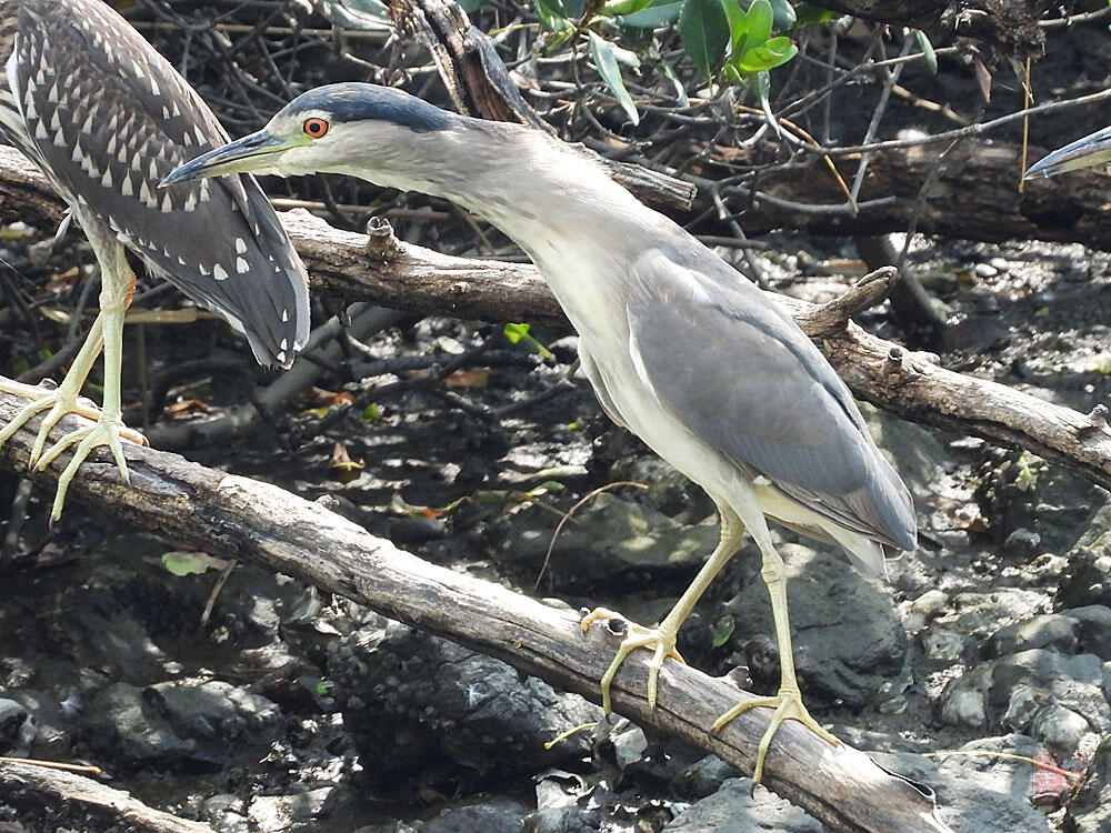 ゴイサギ　東京湾野鳥公園　2023/09/17