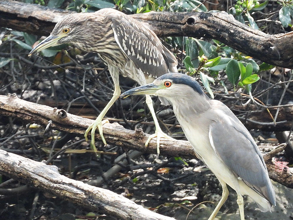 ゴイサギ　東京湾野鳥公園　2023/09/17