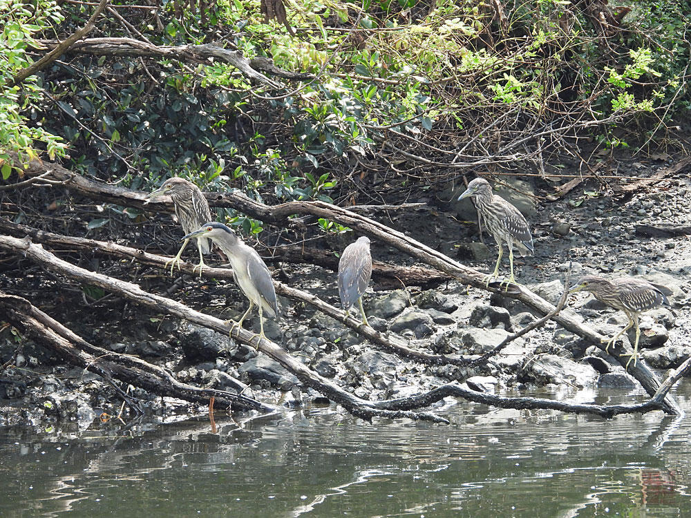 ゴイサギ　東京湾野鳥公園　2023/09/17