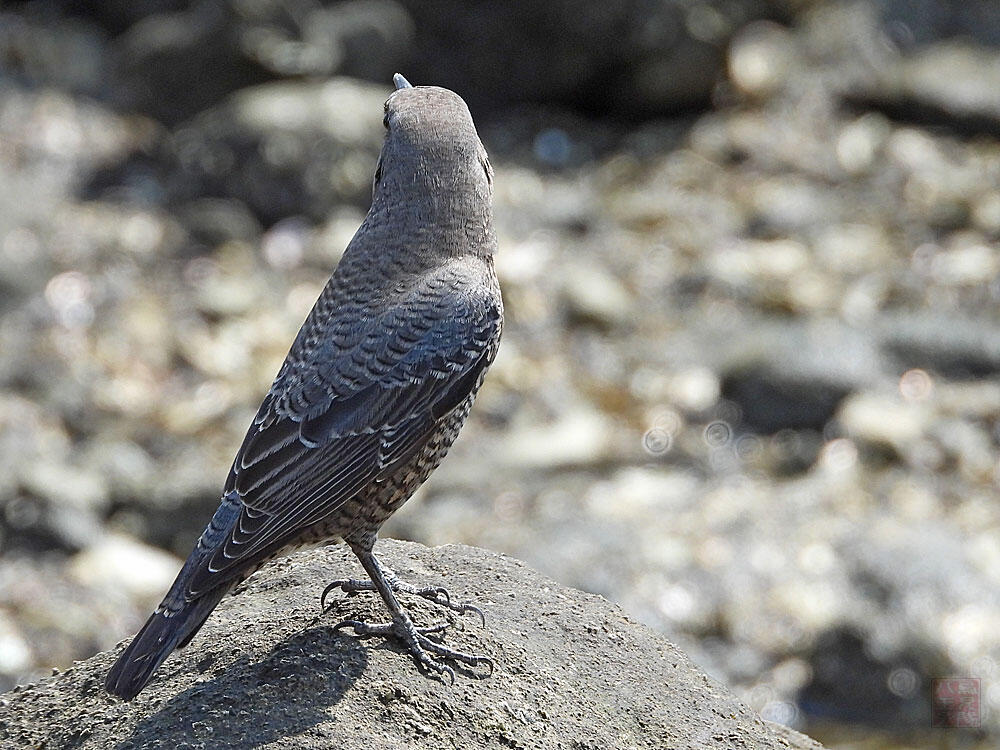 イソヒヨドリ　♀　東京湾野鳥公園　2023/09/17