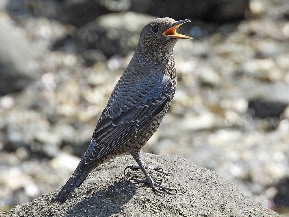 イソヒヨドリ　♀　東京湾野鳥公園　2023/09/17　囀っていた。