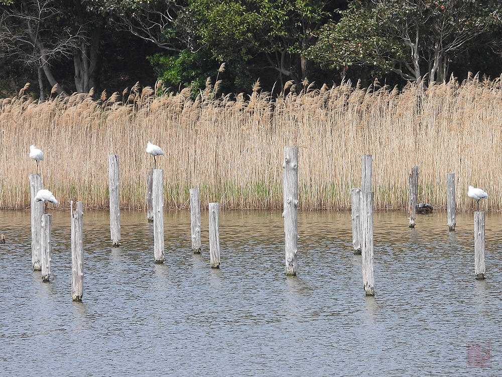 クロツラヘラサギ　江戸川区　20240407