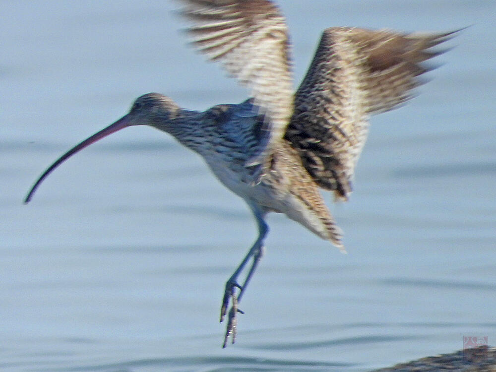 ホウロクシギ　江戸川区　20240407