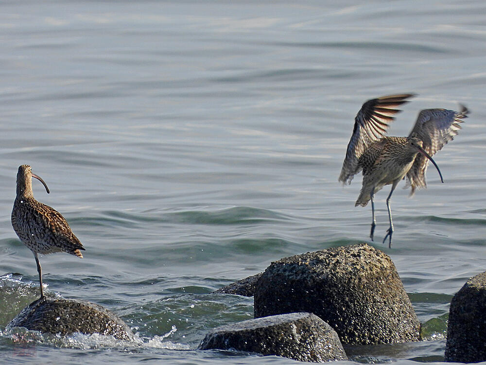 ホウロクシギ　江戸川区　20240407