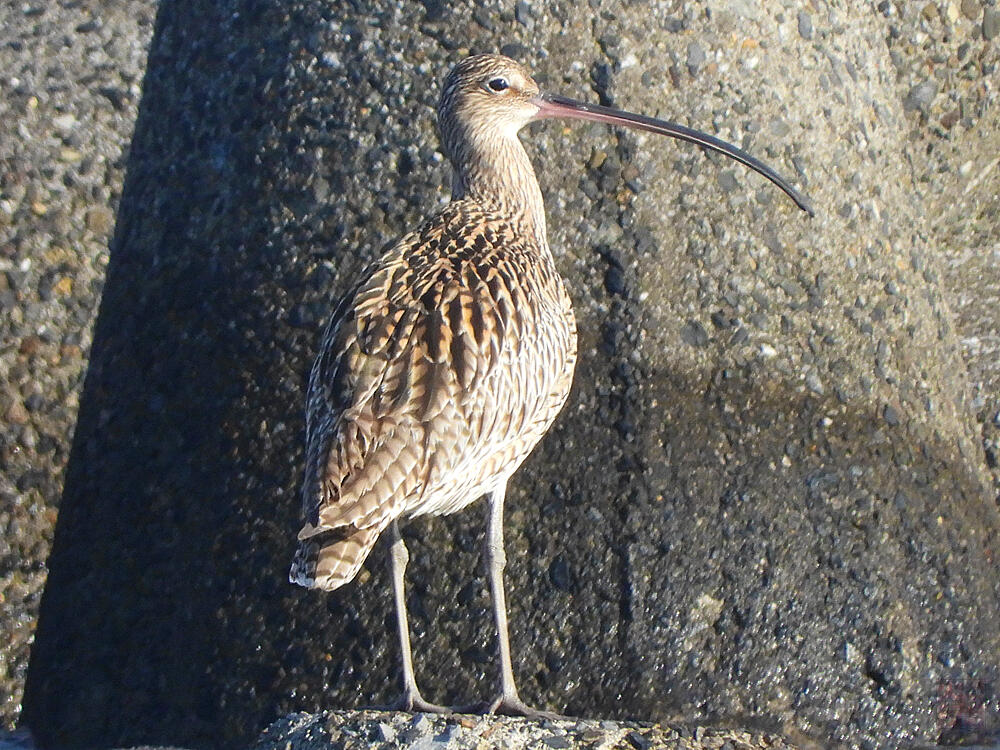 ホウロクシギ　江戸川区　20240407