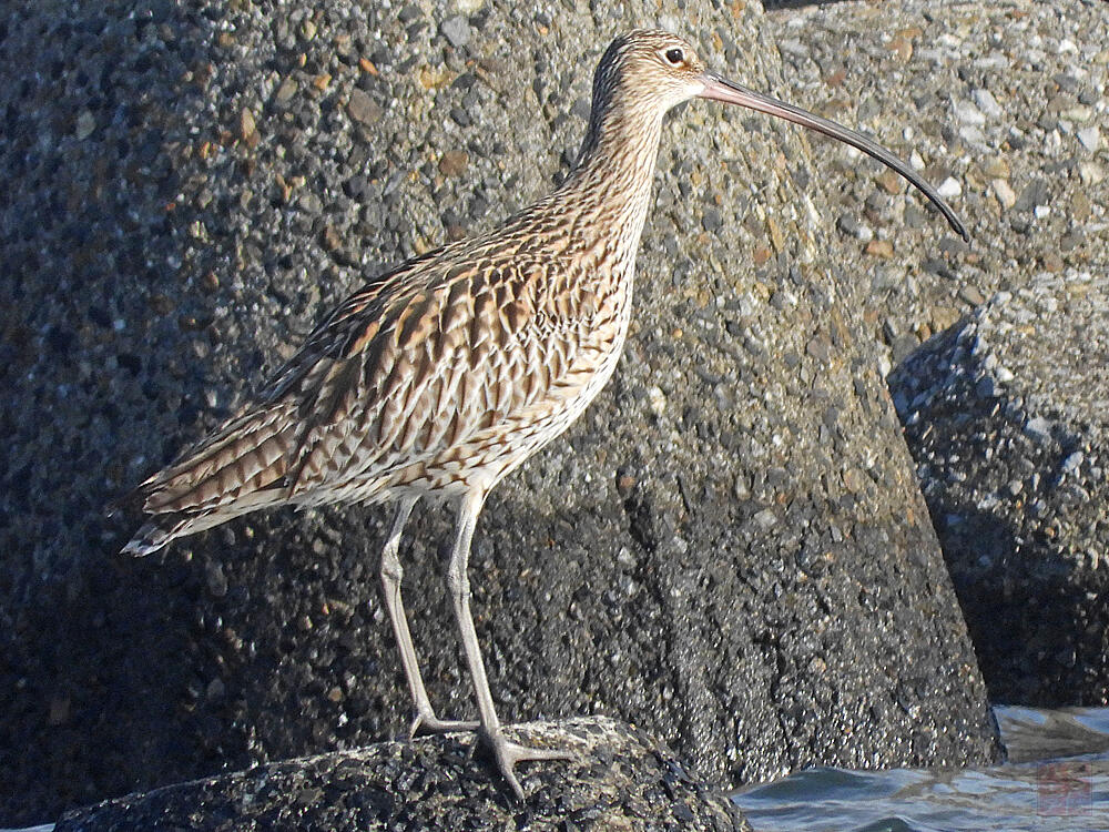 ホウロクシギ　江戸川区　20240407