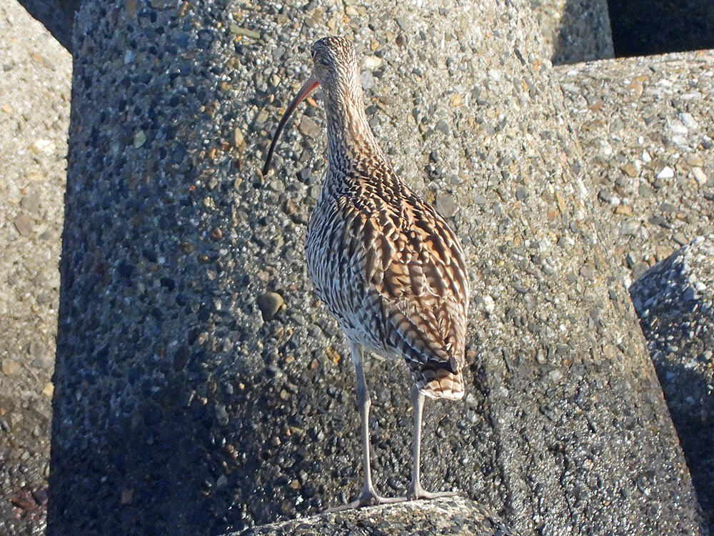 ホウロクシギ　江戸川区　20240407