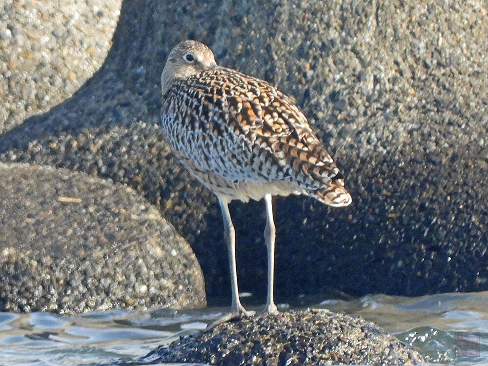 ホウロクシギ　江戸川区　20240407