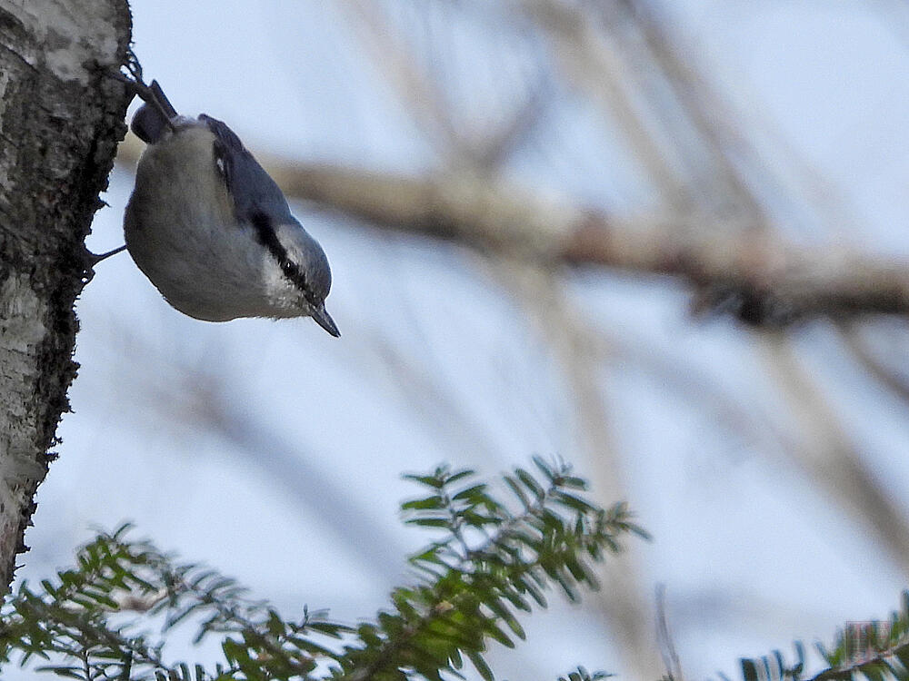 ゴジュウカラ　山梨県　20240413