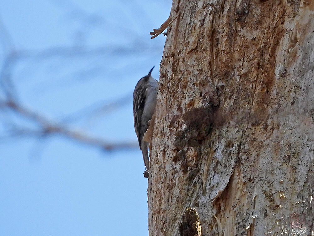 キバシリ　山梨県　20240413