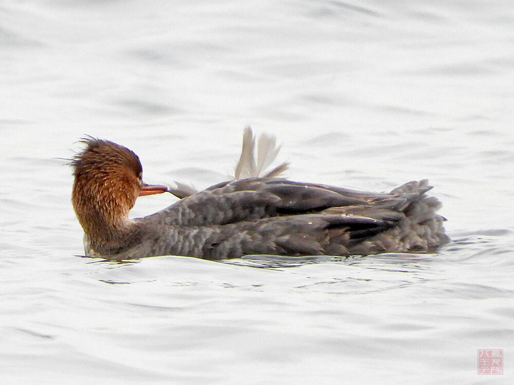 ウミアイサ♀　横須賀市　20240420