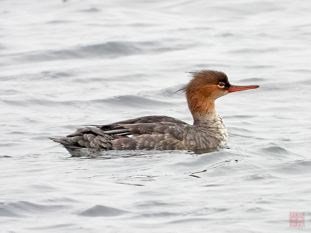 ウミアイサ♀　横須賀市　20240420