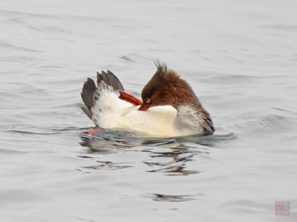 ウミアイサ♀　横須賀市　20240420