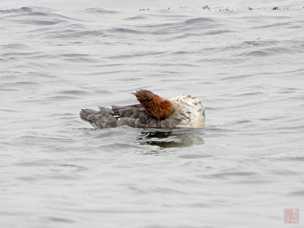 ウミアイサ♀　横須賀市　20240420