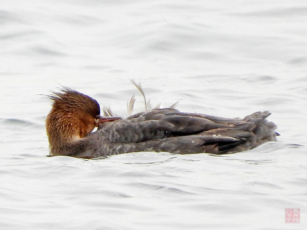 ウミアイサ♀　横須賀市　20240420