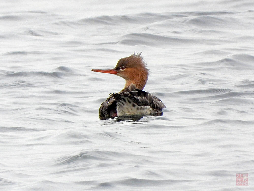 ウミアイサ♀　横須賀市　20240420