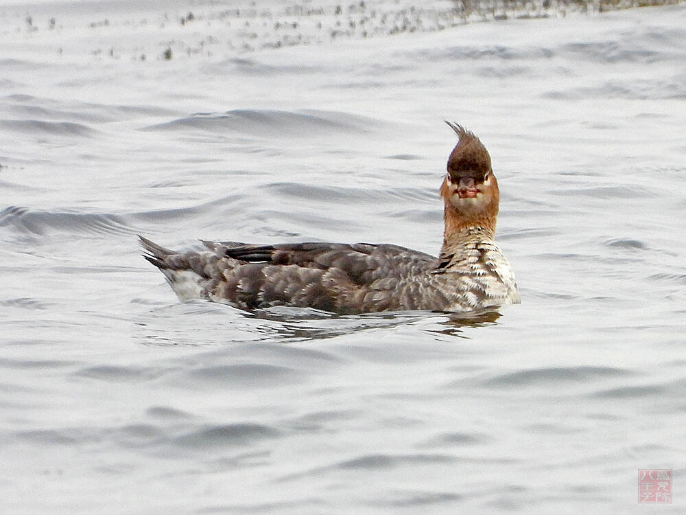 ウミアイサ♀　横須賀市　20240420